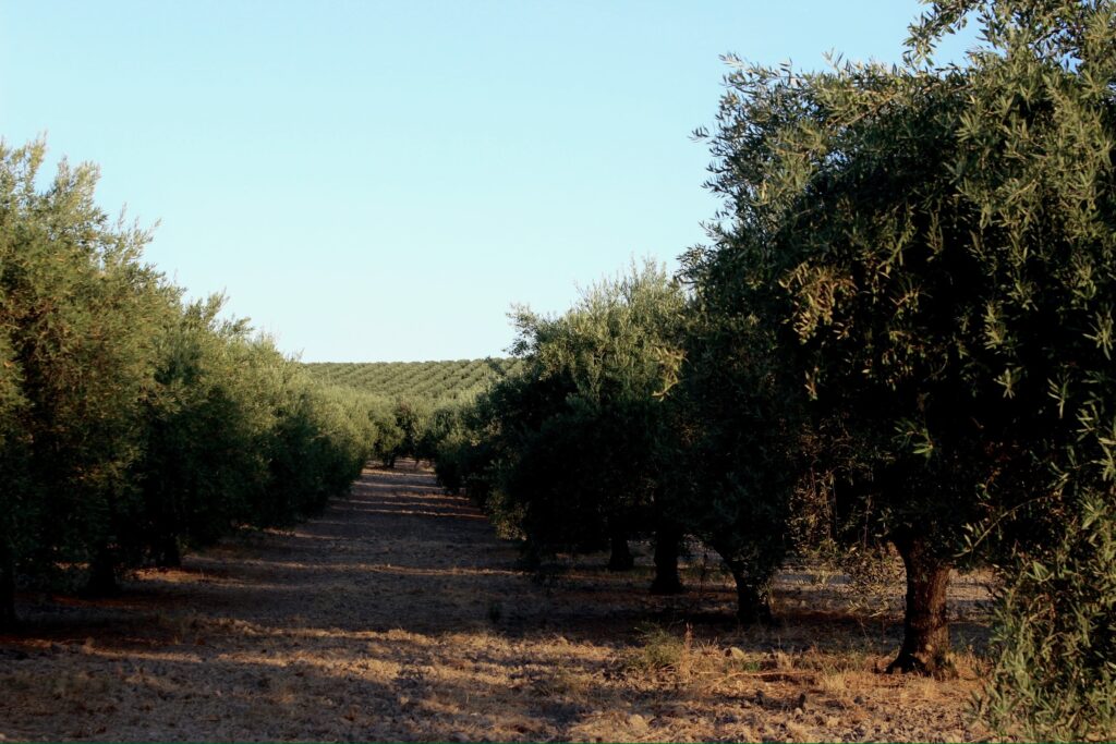 finca